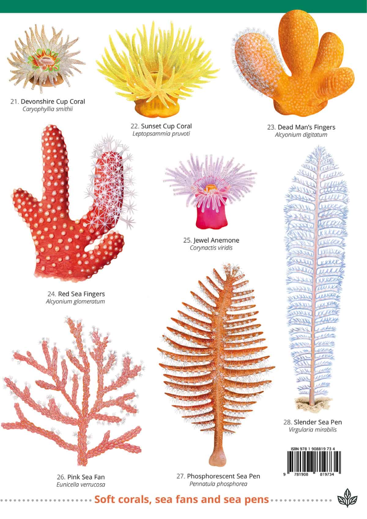 Jellyfish and Allies of the British and Irish Coast - Wild ID Guide