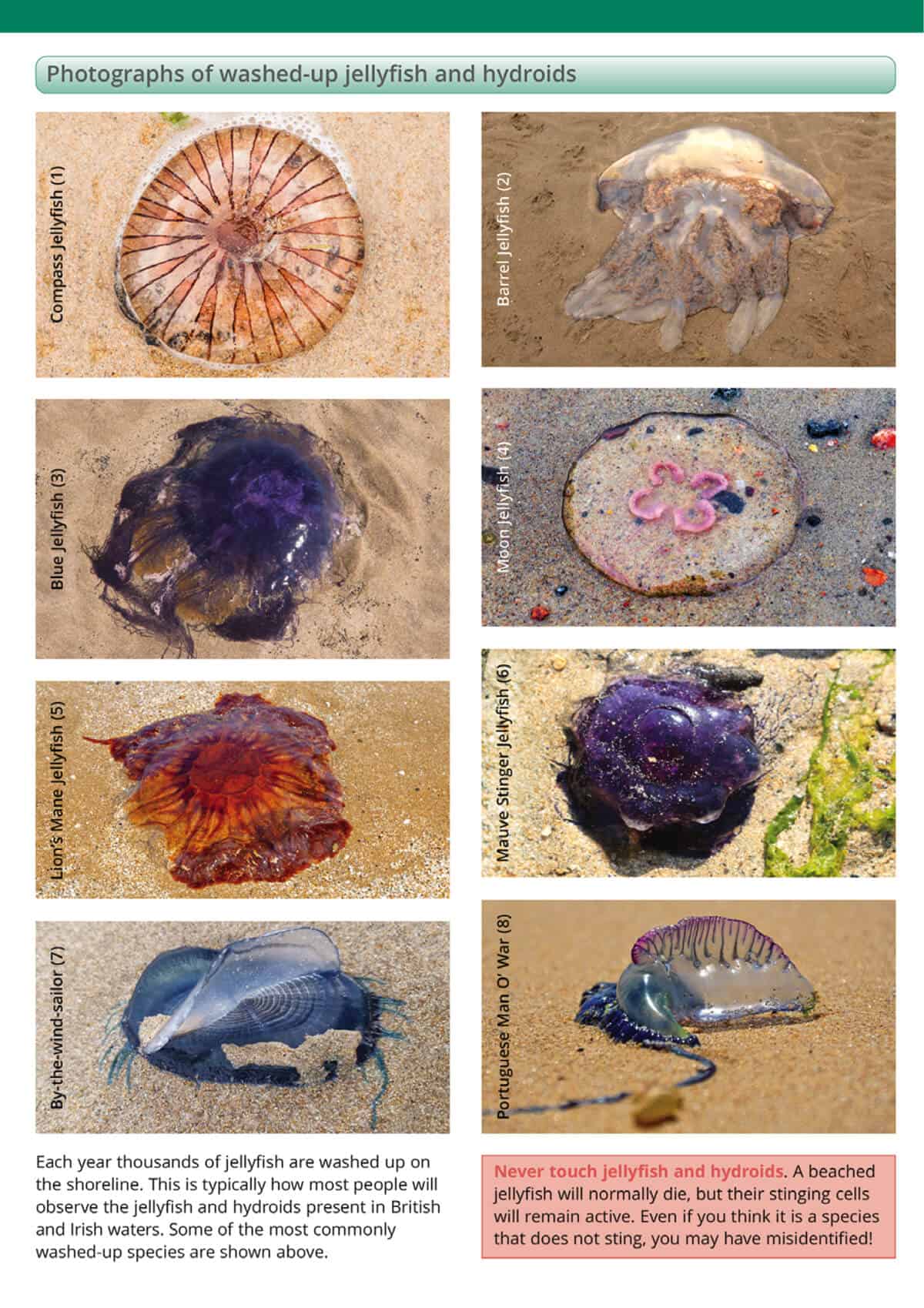 Jellyfish and Allies of the British and Irish Coast - Wild ID Guide