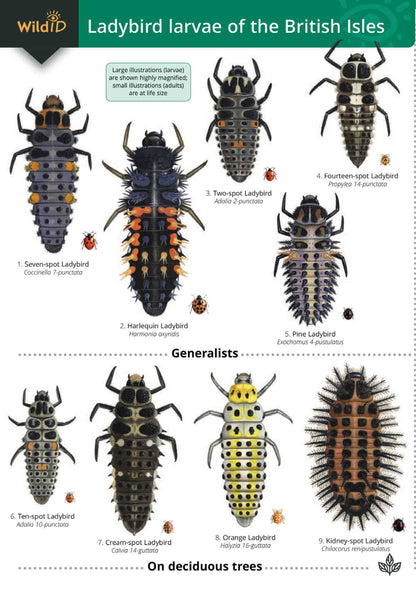 Ladybird Larvae of the British Isles - Wild ID Guide