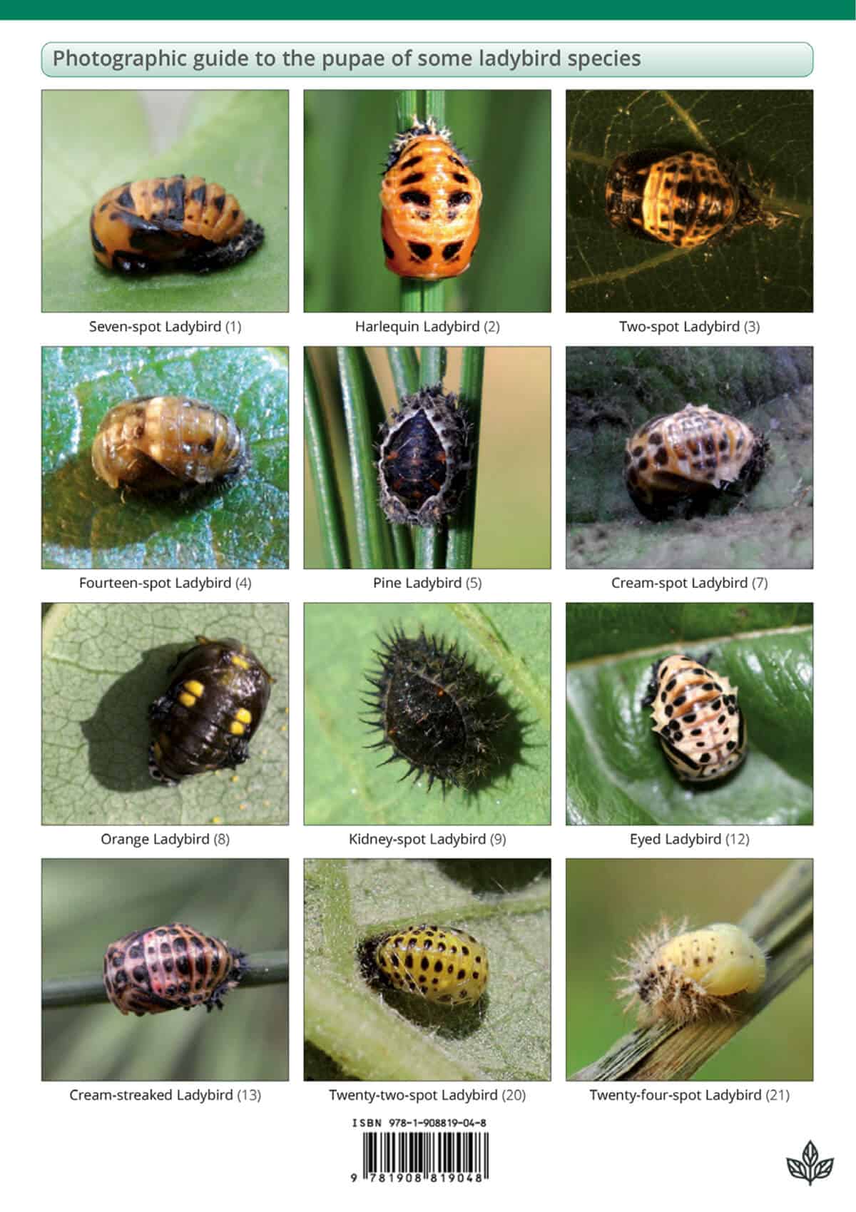 Ladybird Larvae of the British Isles - Wild ID Guide