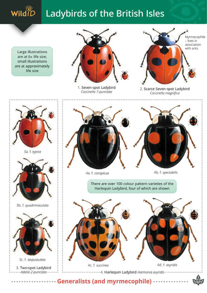 Ladybirds - Wild ID Guide