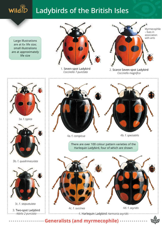 Ladybirds - Wild ID Guide