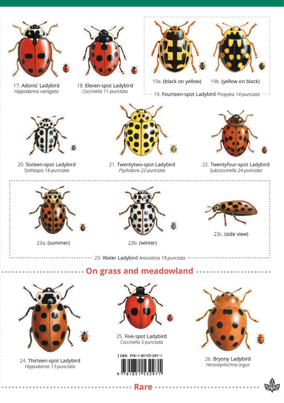 Ladybirds - Wild ID Guide