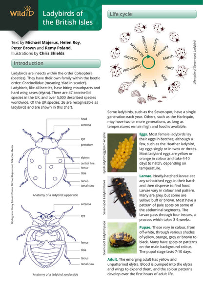 Ladybirds - Wild ID Guide