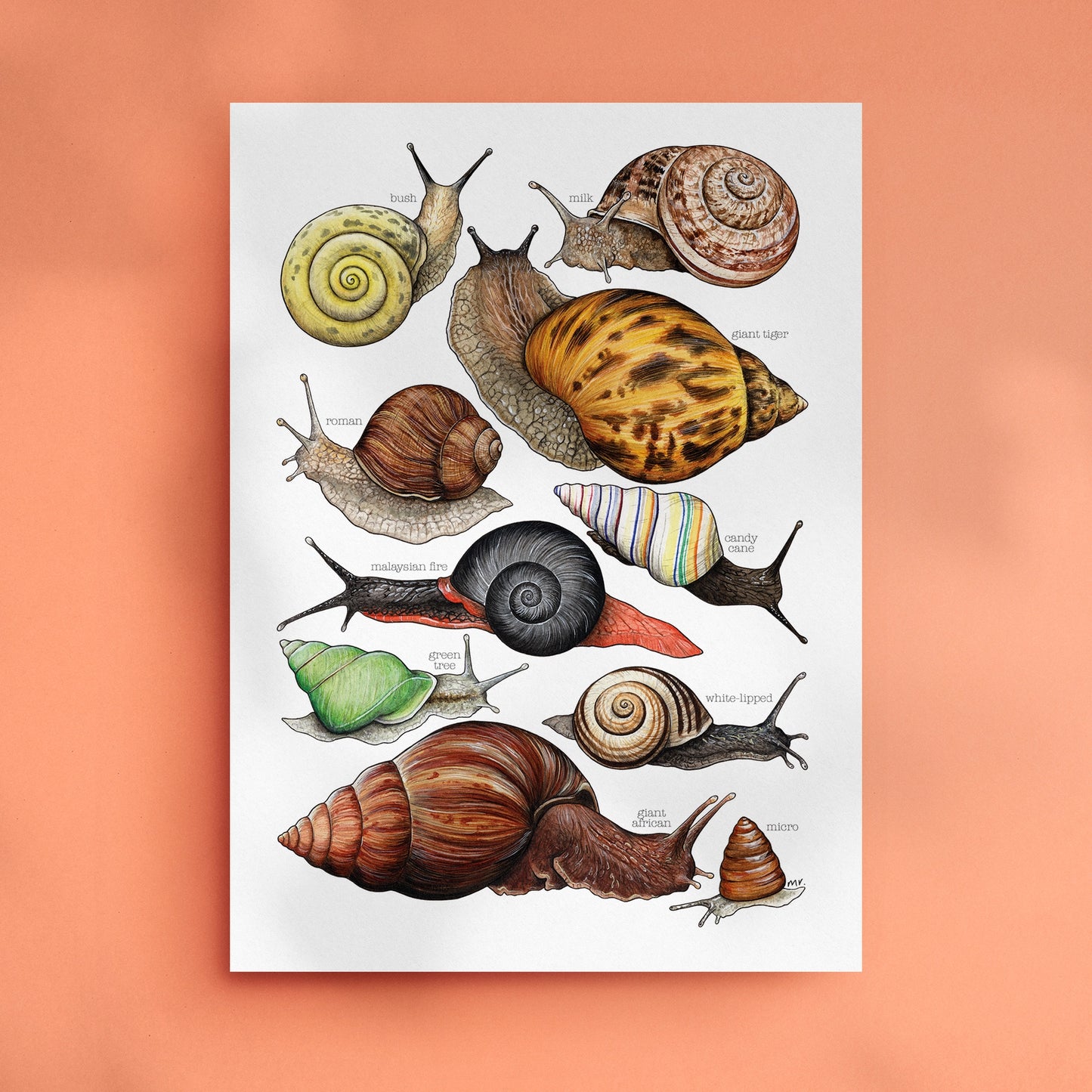 Land Snails Art Print - A4