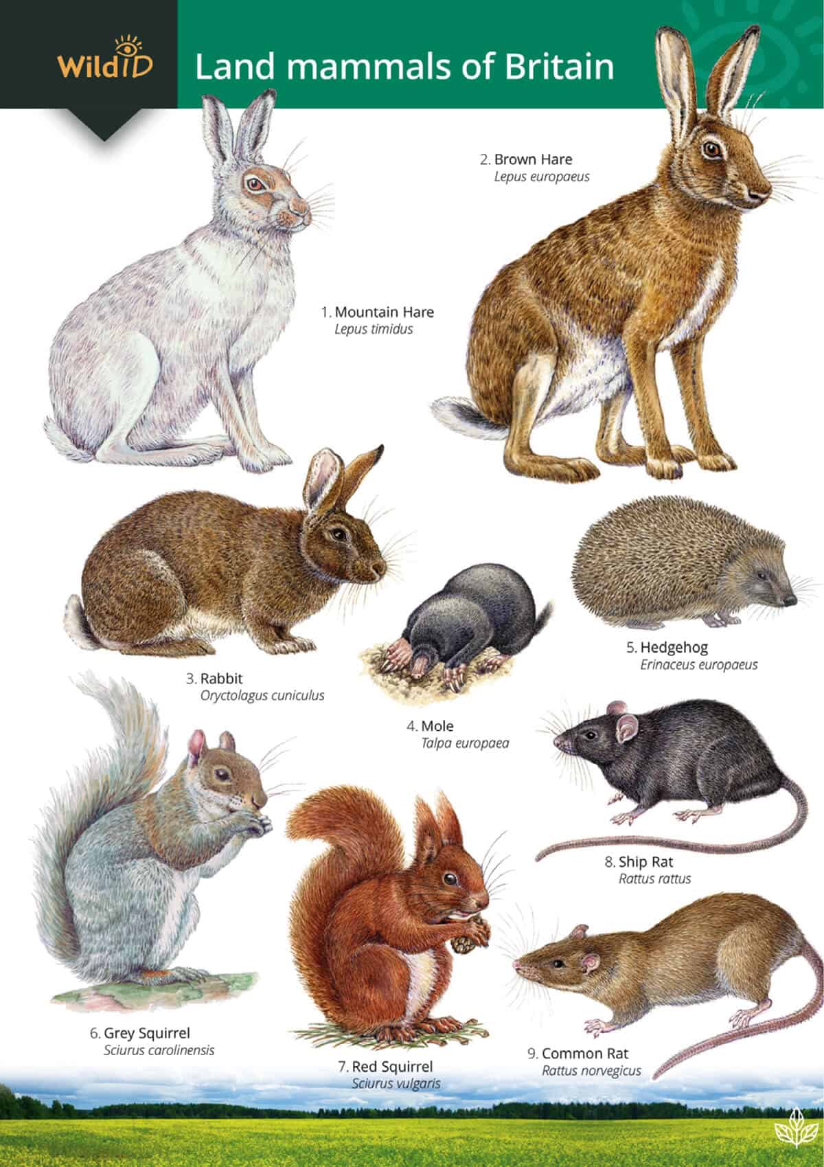 Land Mammals of Britain - Wild ID Guide