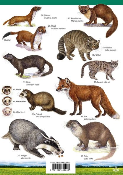 Land Mammals of Britain - Wild ID Guide