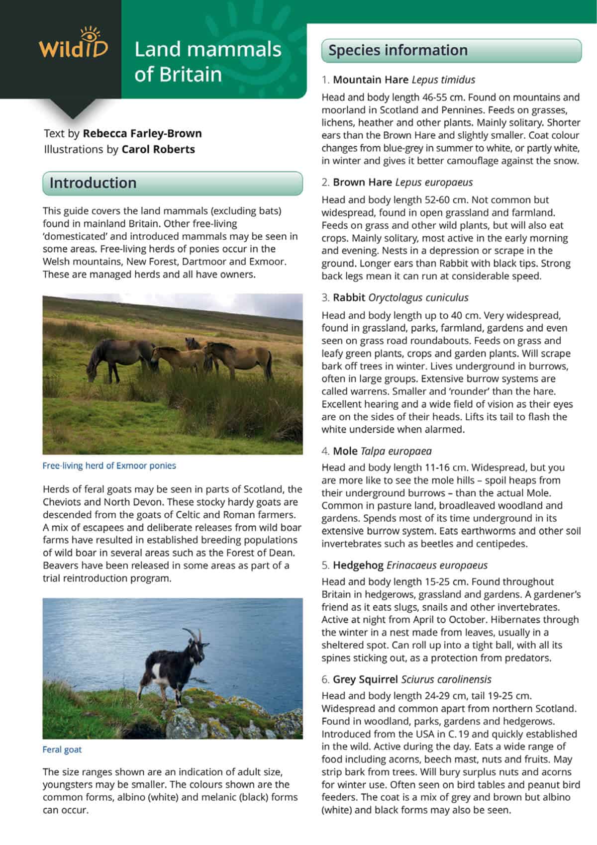 Land Mammals of Britain - Wild ID Guide