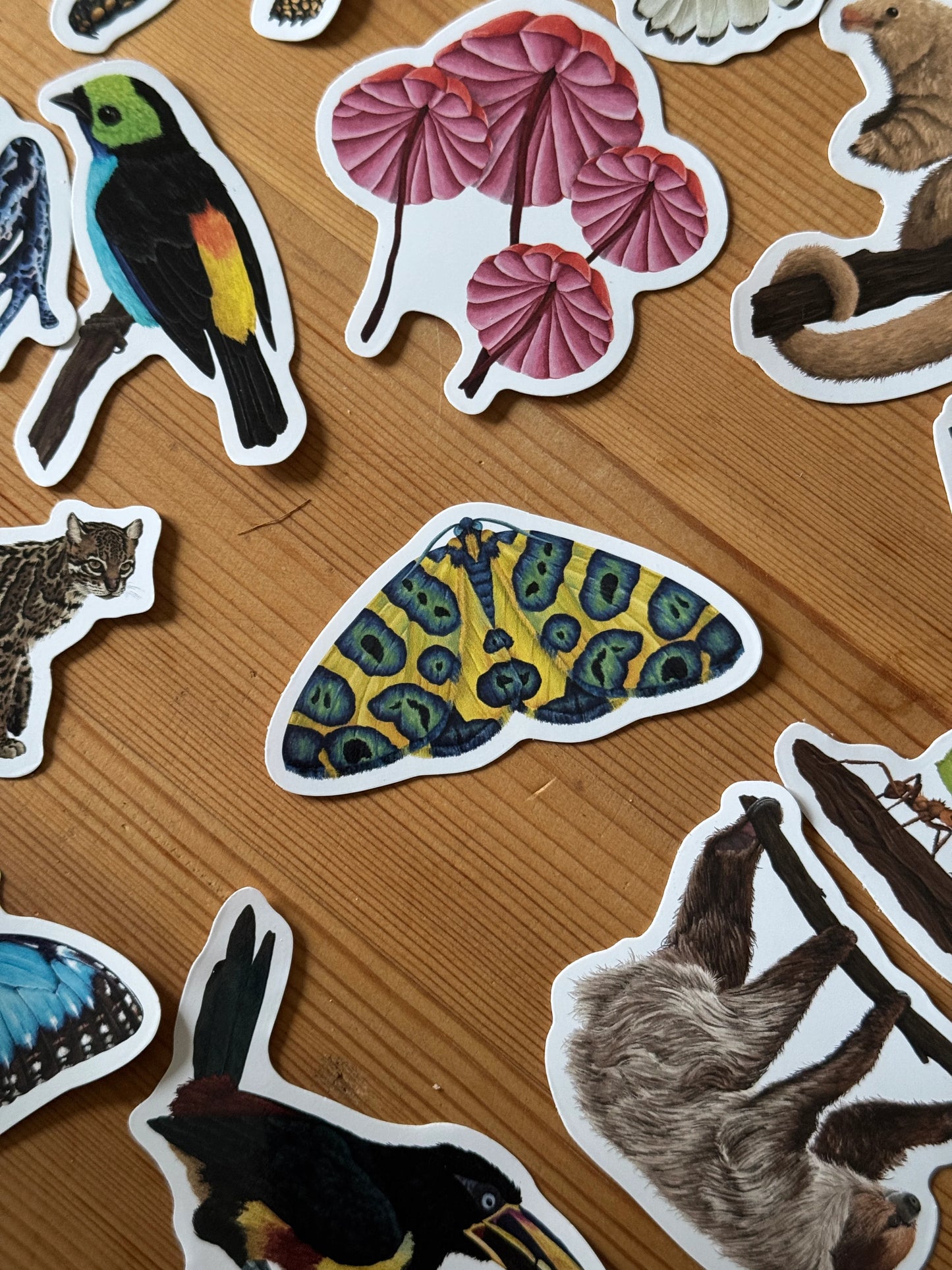 Leopard Moth - Vinyl Sticker