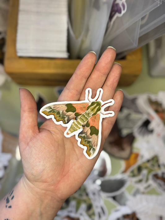 Lime Hawk-Moth - Vinyl Sticker