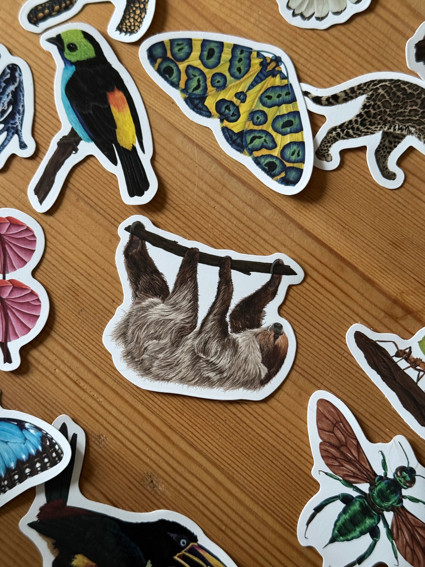 Linnaeus’s Two-Toed Sloth  - Vinyl Sticker