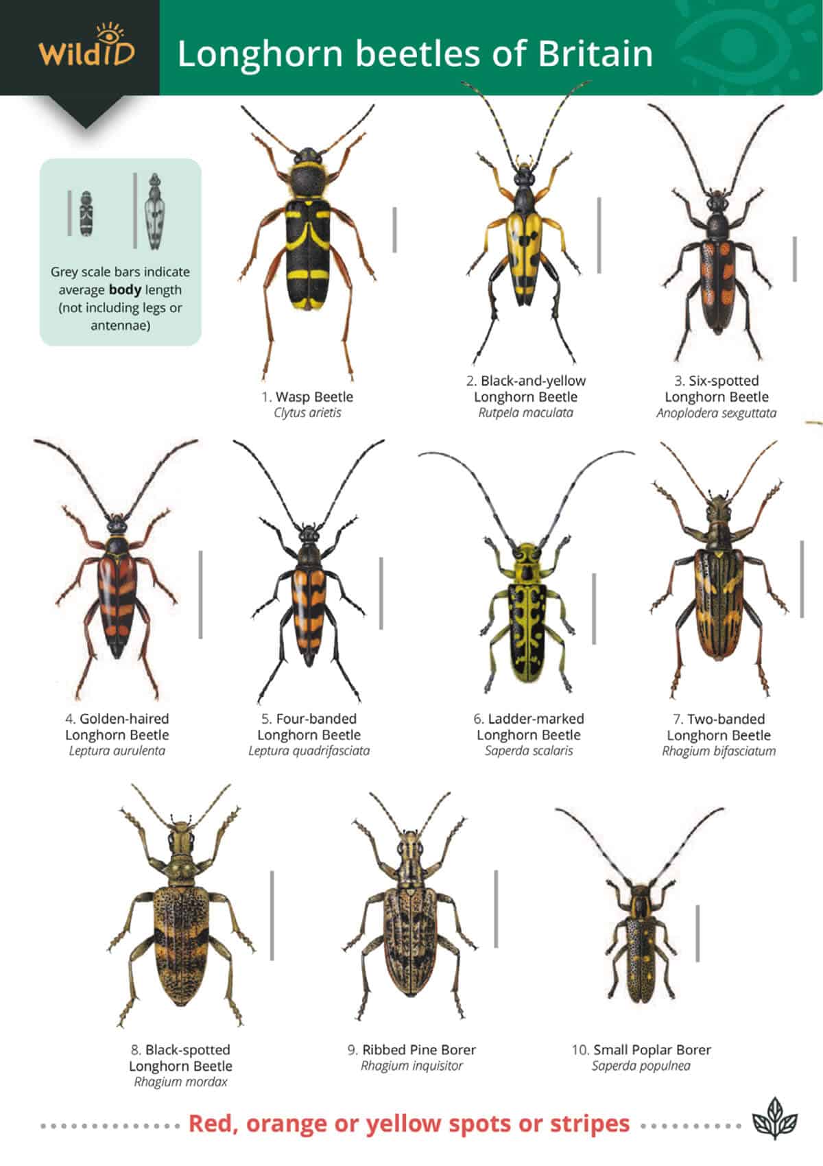 Longhorn Beetles of Britain - Wild ID Guide
