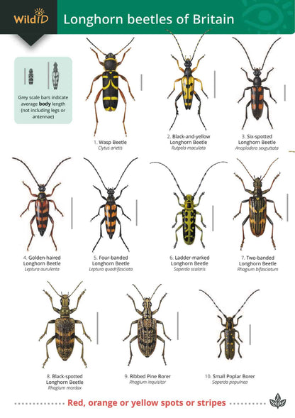 Longhorn Beetles of Britain - Wild ID Guide