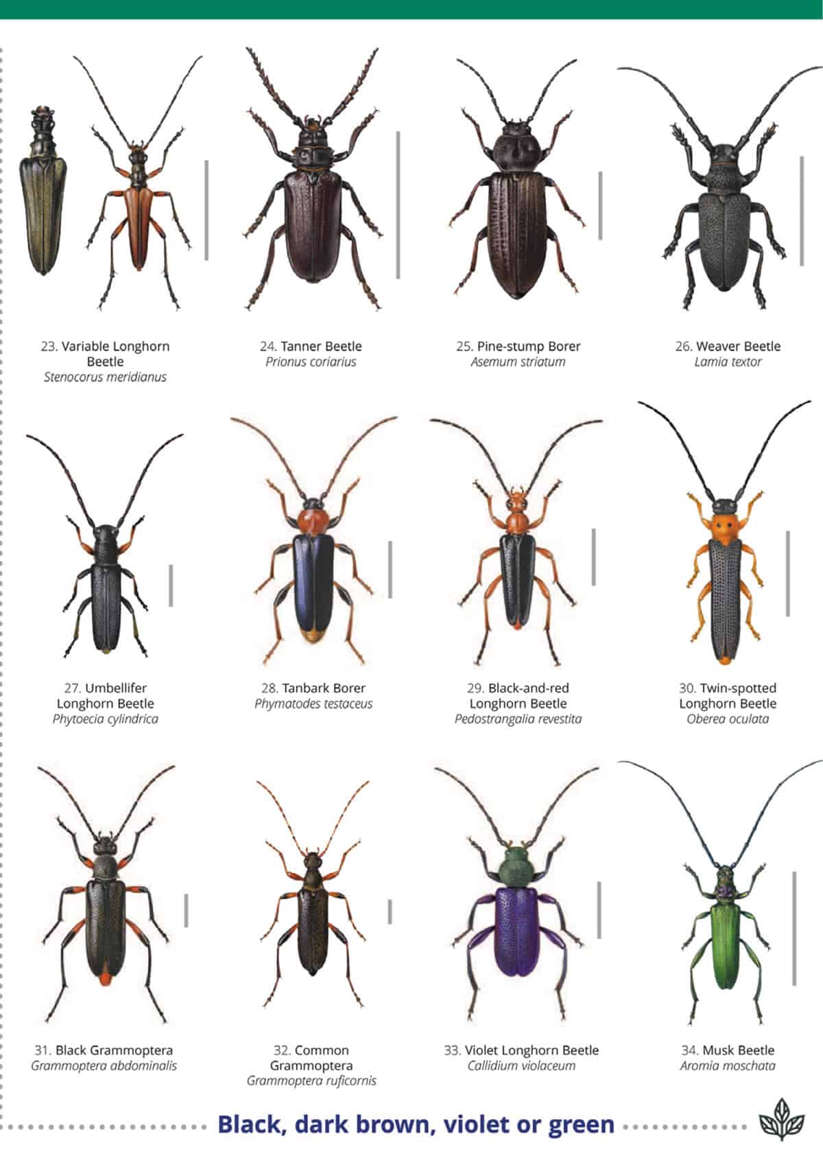 Longhorn Beetles of Britain - Wild ID Guide