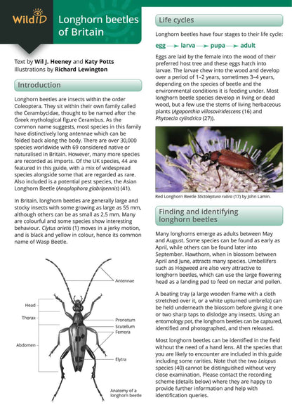 Longhorn Beetles of Britain - Wild ID Guide