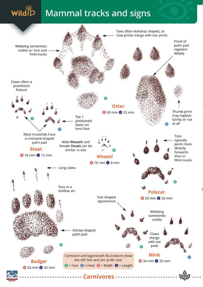 Mammal Tracks and Signs - Wild ID Guide