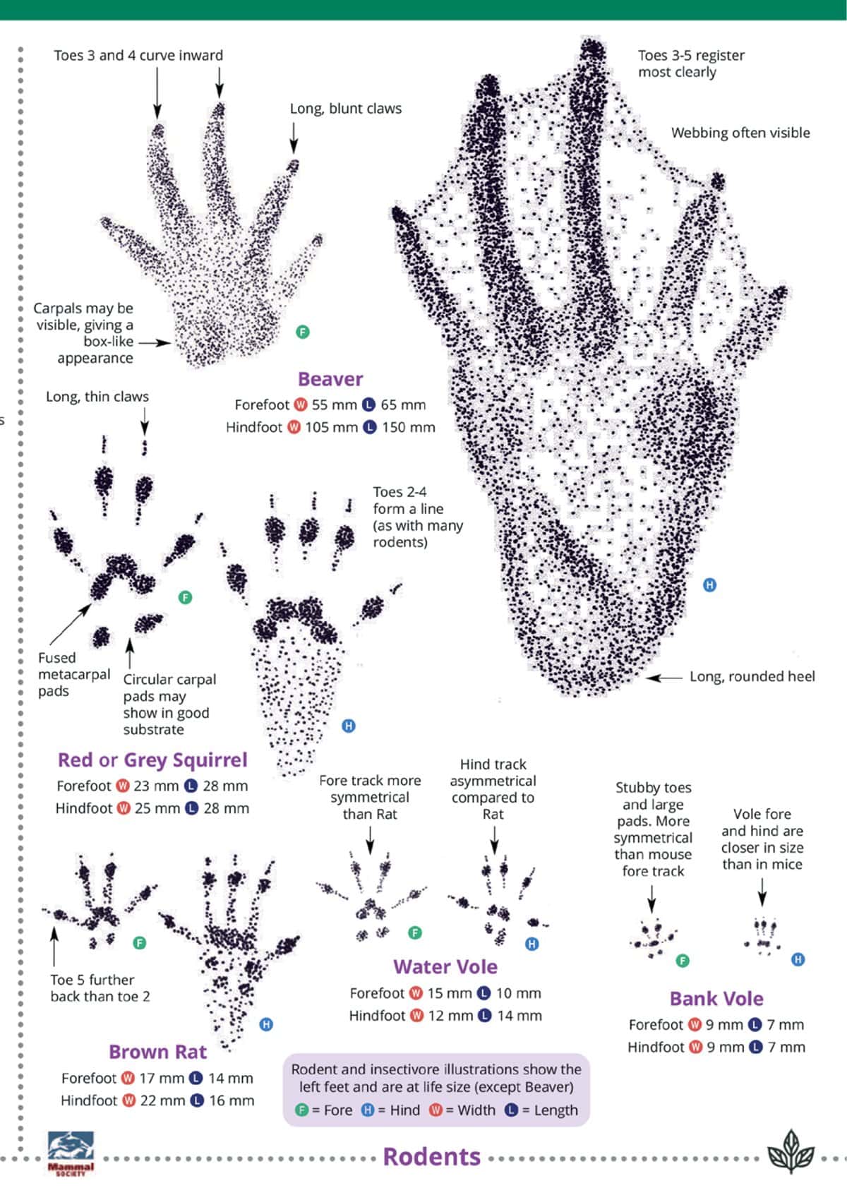 Mammal Tracks and Signs - Wild ID Guide