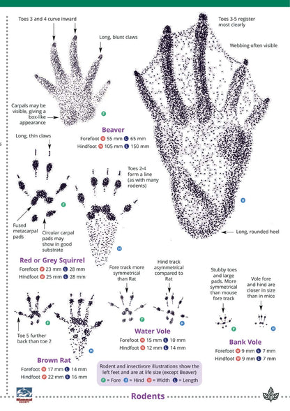 Mammal Tracks and Signs - Wild ID Guide