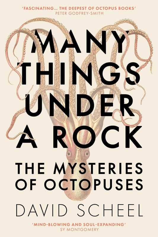 Many Things Under a Rock - By David Scheel (Hardback)