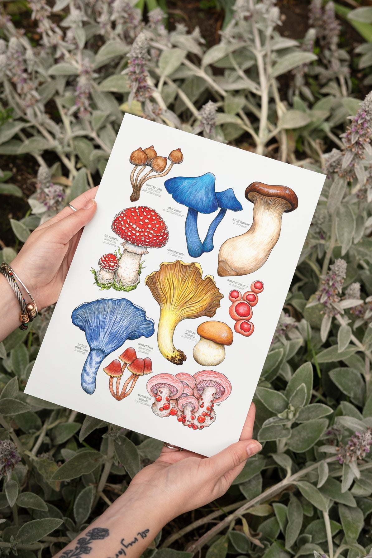 Mushroom Species Art Print