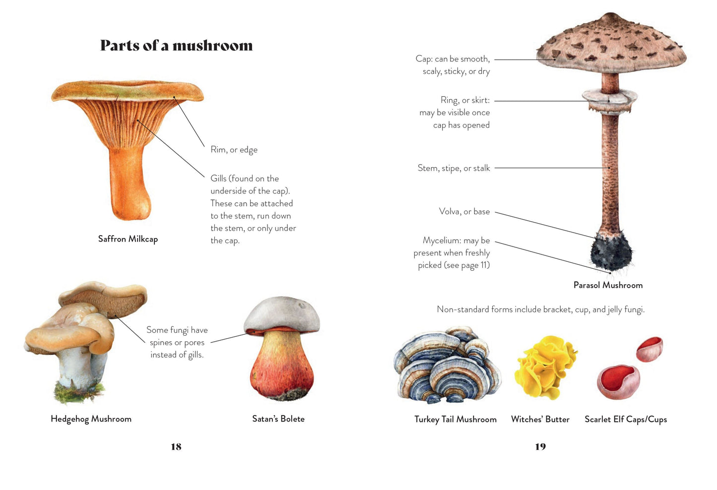 Mushroom Miscellany: An Illustrated Guide - By Adele Nozedar