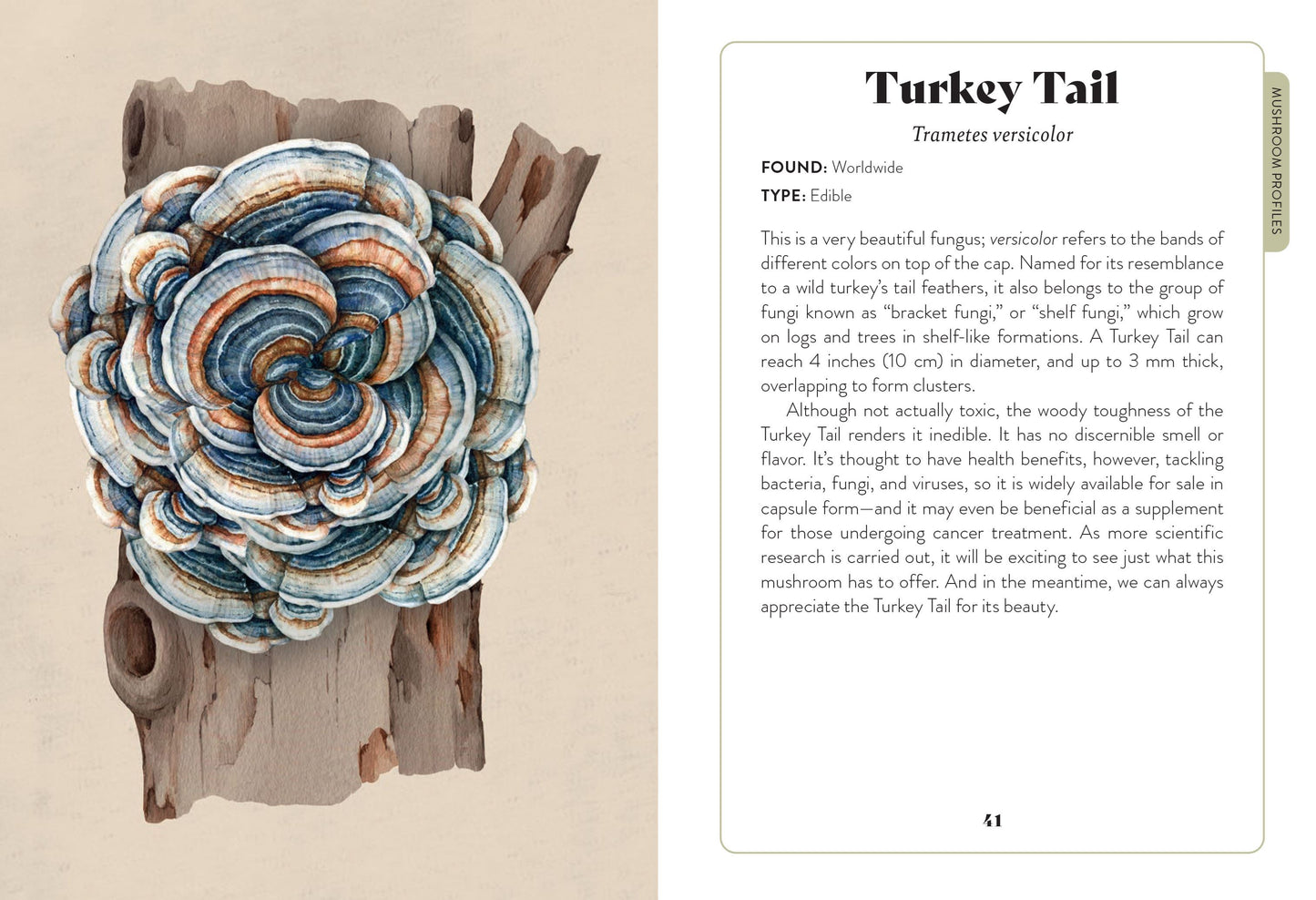 Mushroom Miscellany: An Illustrated Guide - By Adele Nozedar