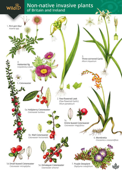 Non-Native Invasive Plants of Britain and Ireland - Wild ID Guide