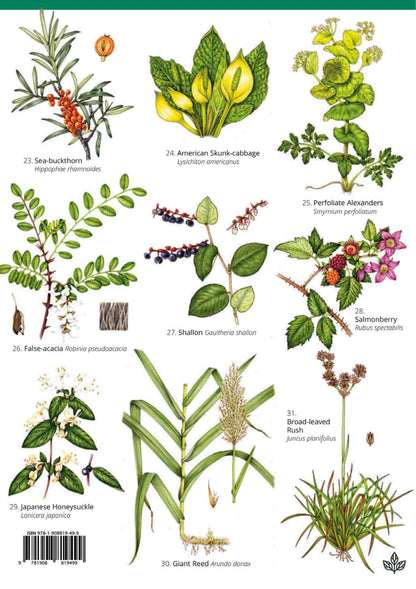 Non-Native Invasive Plants of Britain and Ireland - Wild ID Guide
