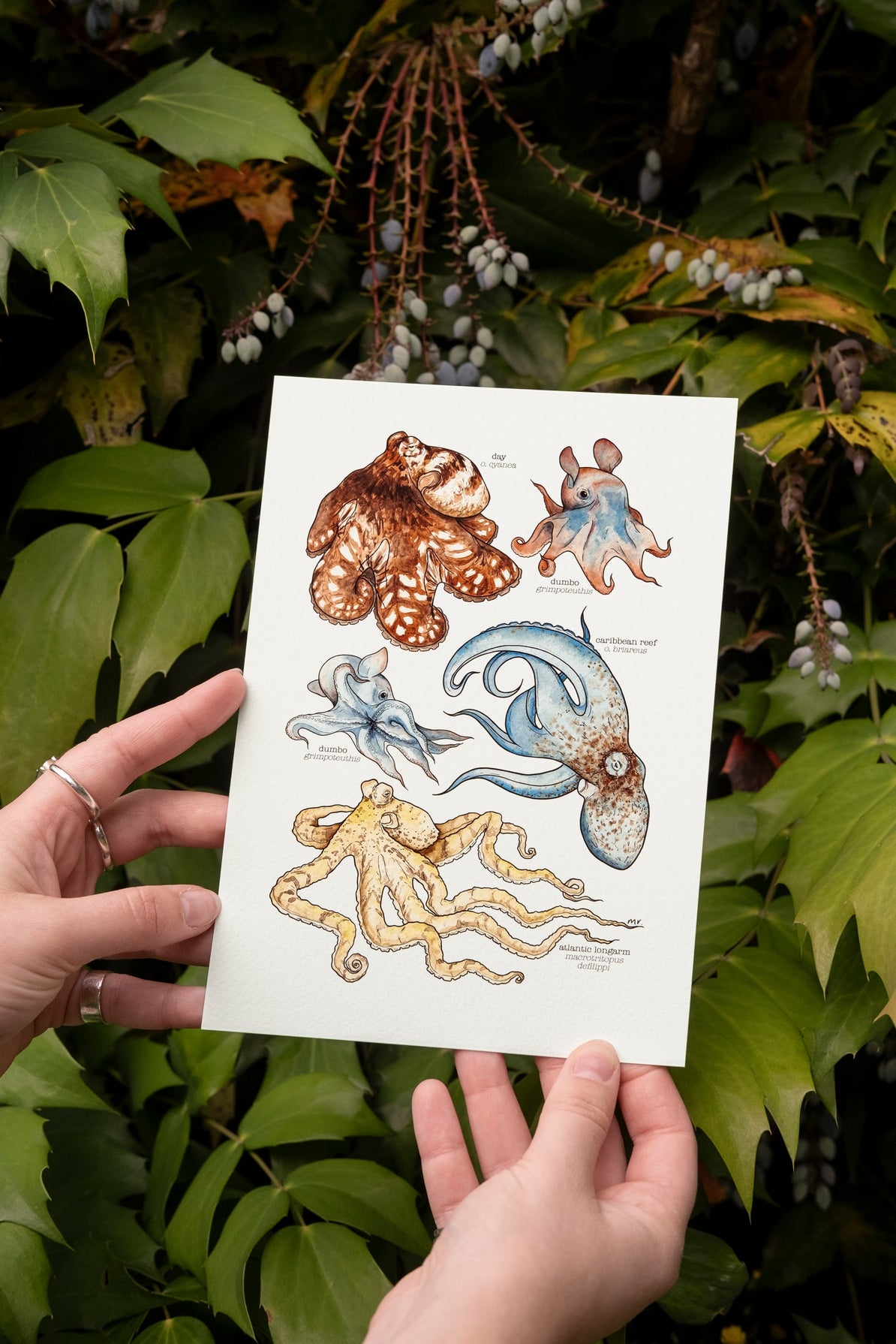 Octopus Species Art Print - A5