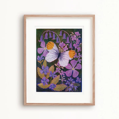Orange Tip Butterfly Art Print