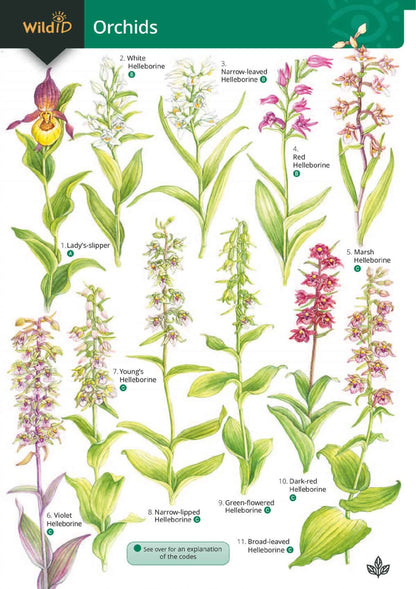 Orchids - Wild ID Guide