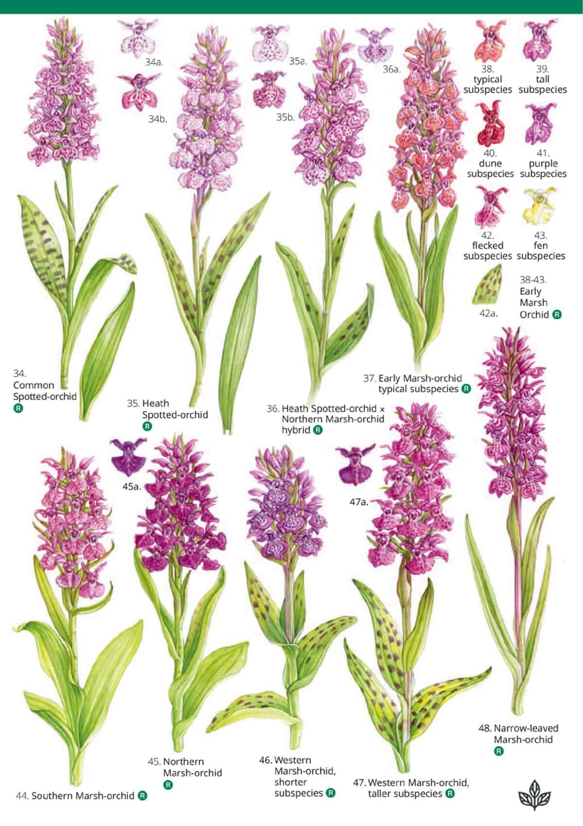 Orchids - Wild ID Guide