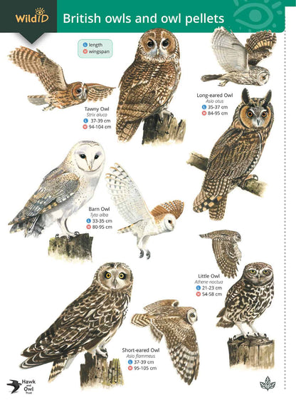 British Owls and Owl Pellets- Wild ID Guide