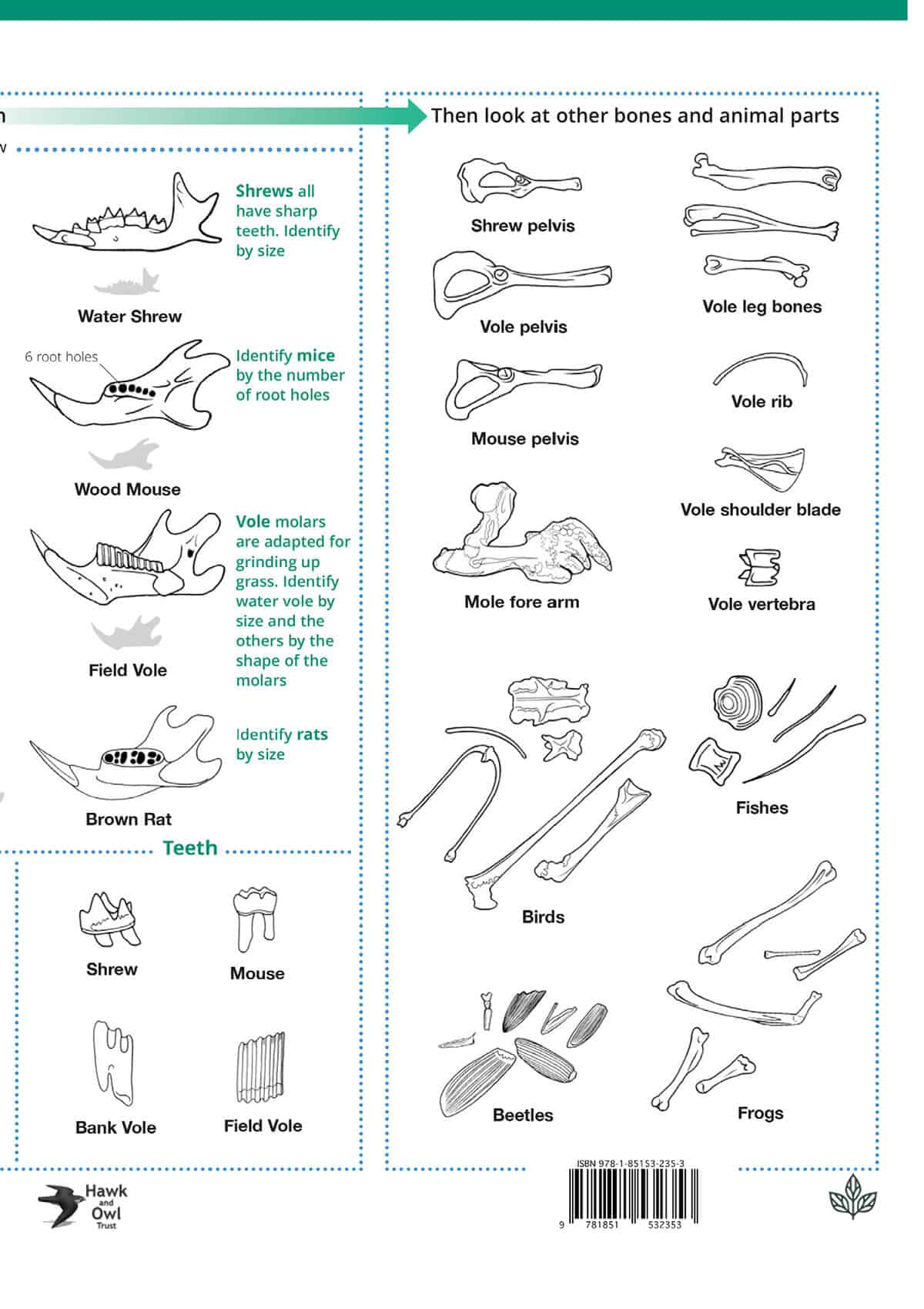 British Owls and Owl Pellets- Wild ID Guide