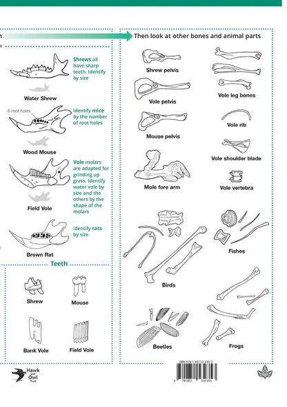 British Owls and Owl Pellets- Wild ID Guide