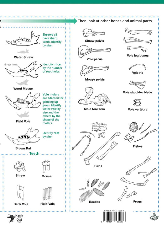 British Owls and Owl Pellets- Wild ID Guide