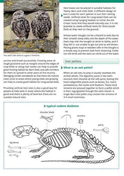 British Owls and Owl Pellets- Wild ID Guide