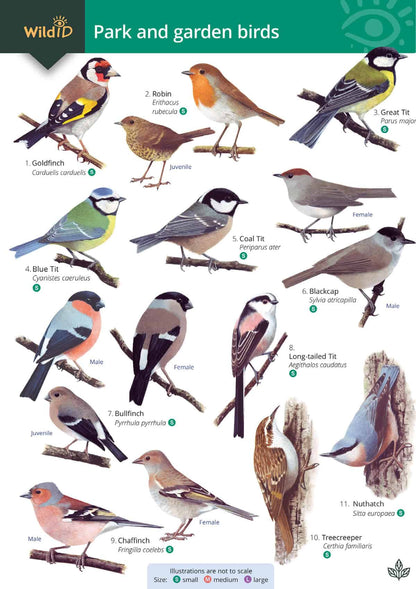Park and Garden Birds - Wild ID Guide