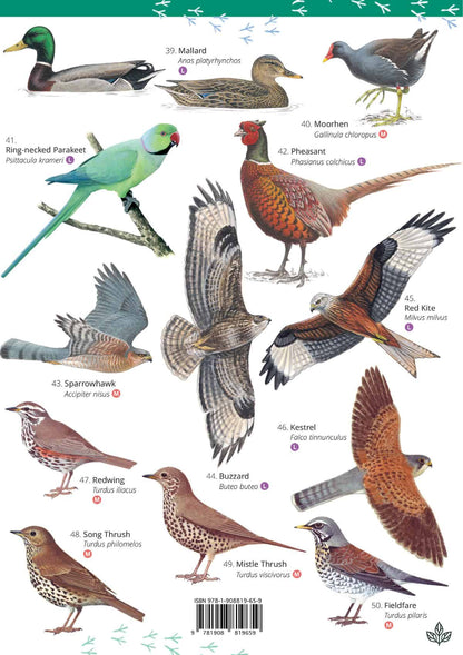 Park and Garden Birds - Wild ID Guide
