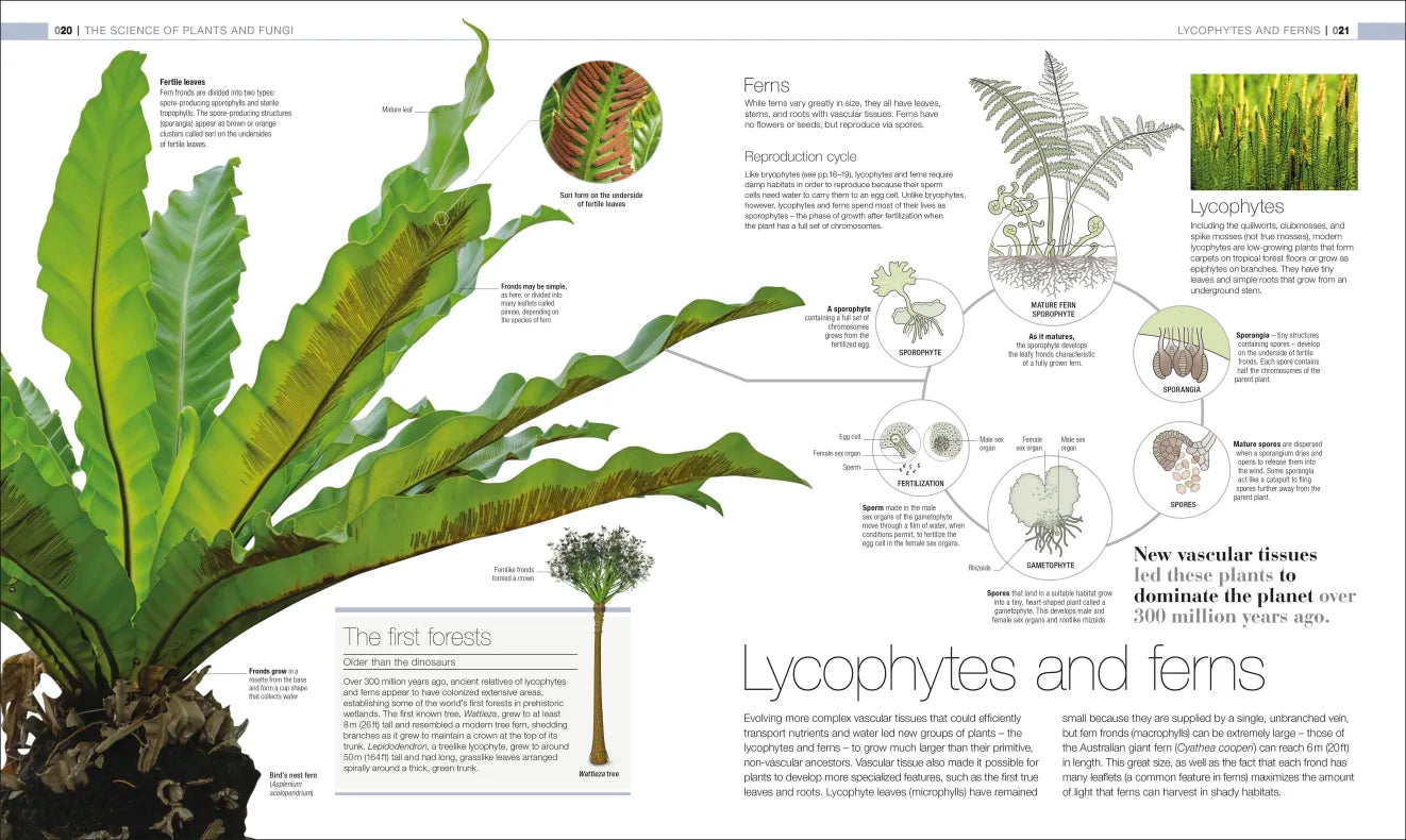 Plants & Fungi - By DK