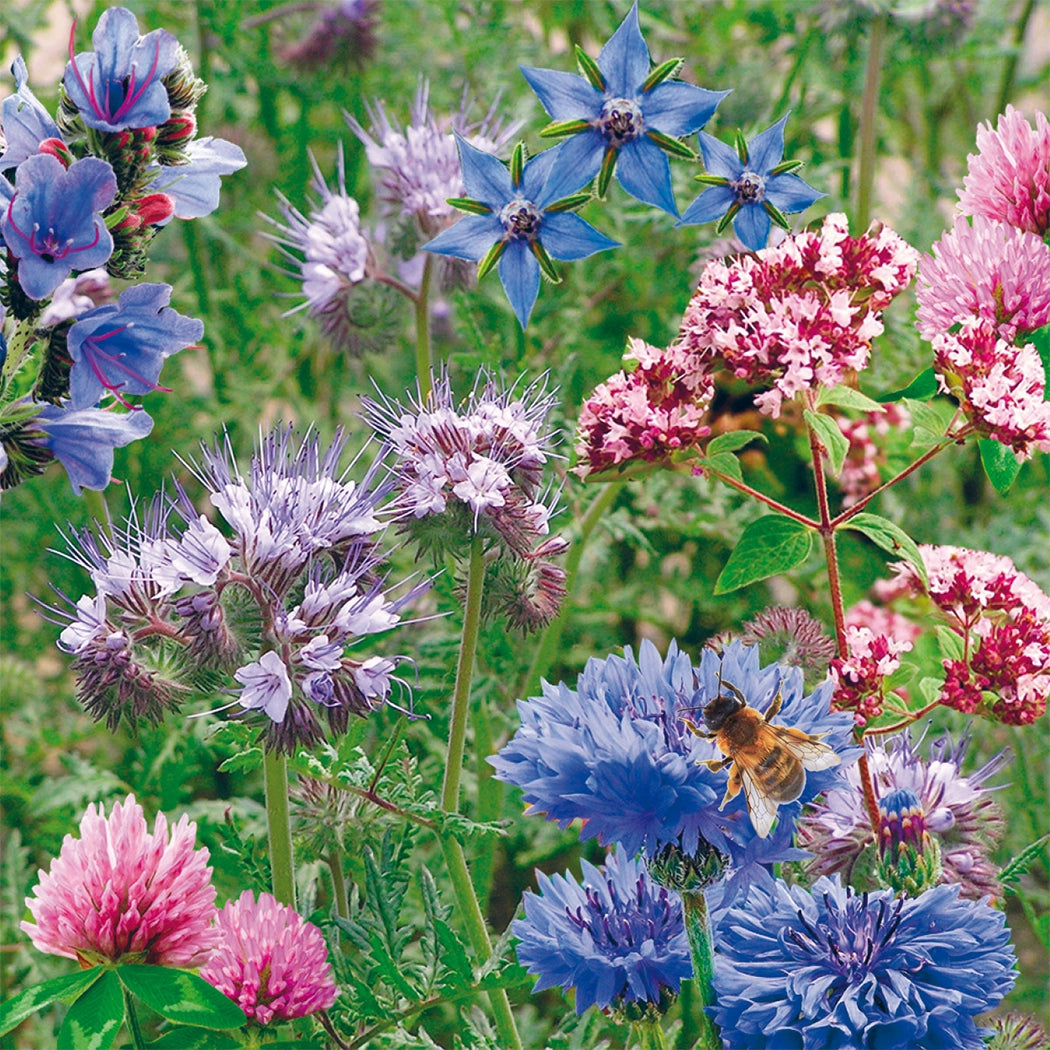Pollinator Beebom Seedbom