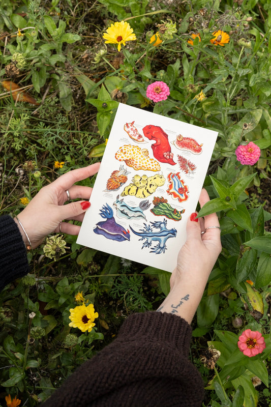 Rainbow Sea Slugs Art Print - A4
