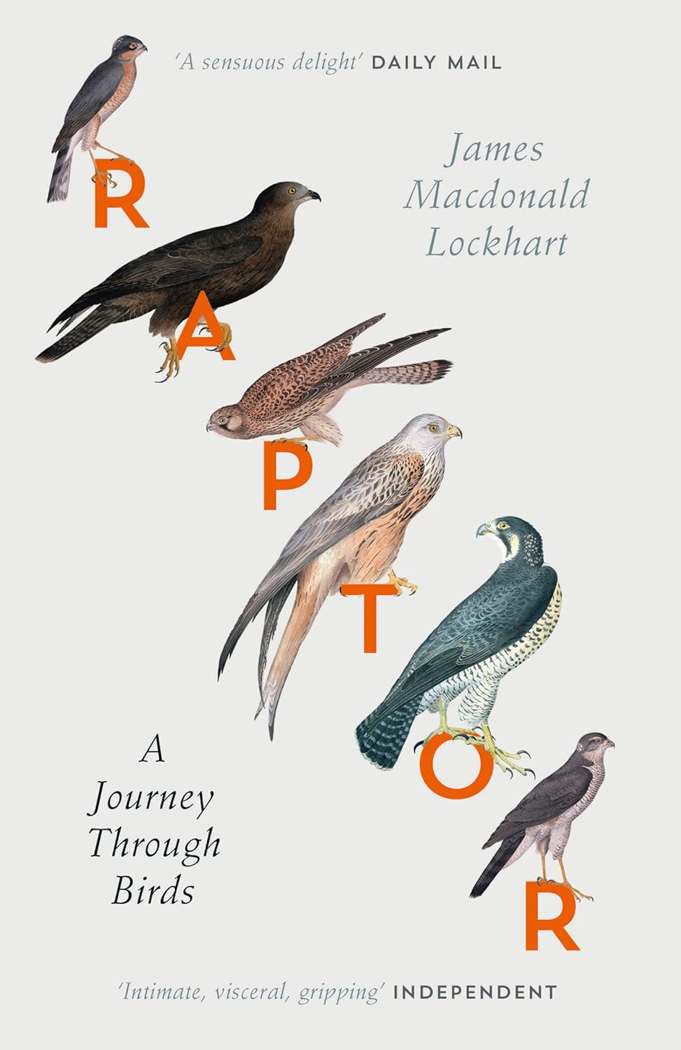 Raptor - By James Macdonald Lockhart