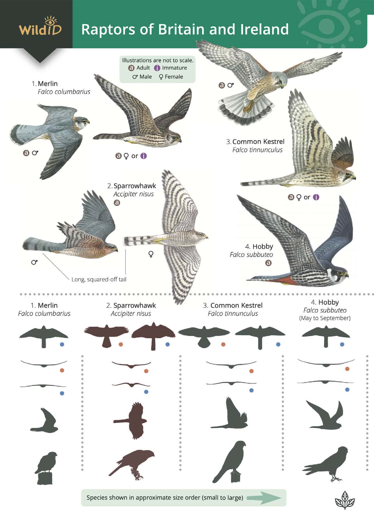 Raptors - Wild ID Guide