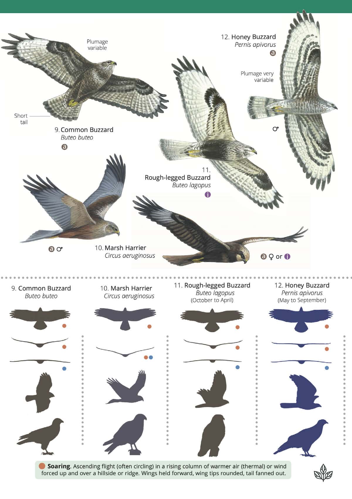 Raptors - Wild ID Guide