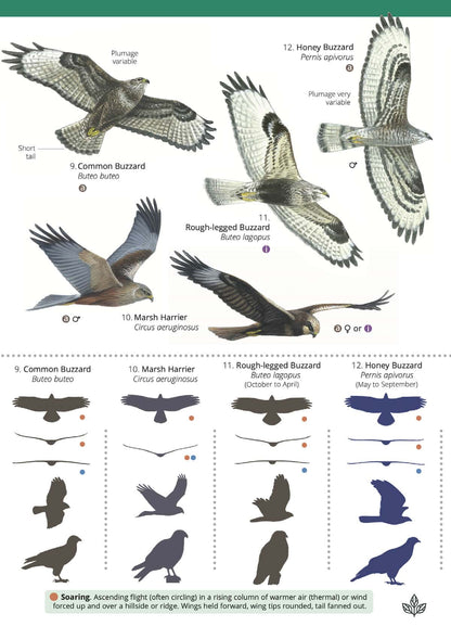 Raptors - Wild ID Guide