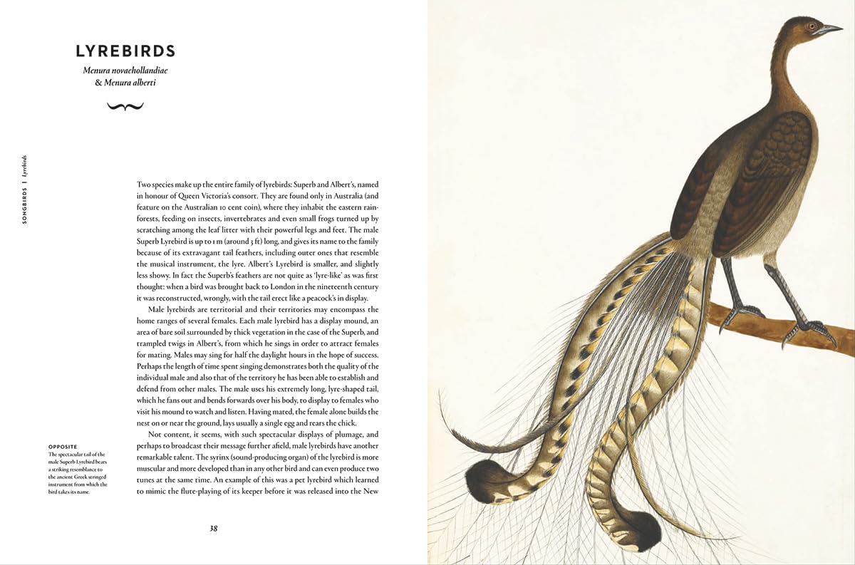 Remarkable Birds - By Mark Avery