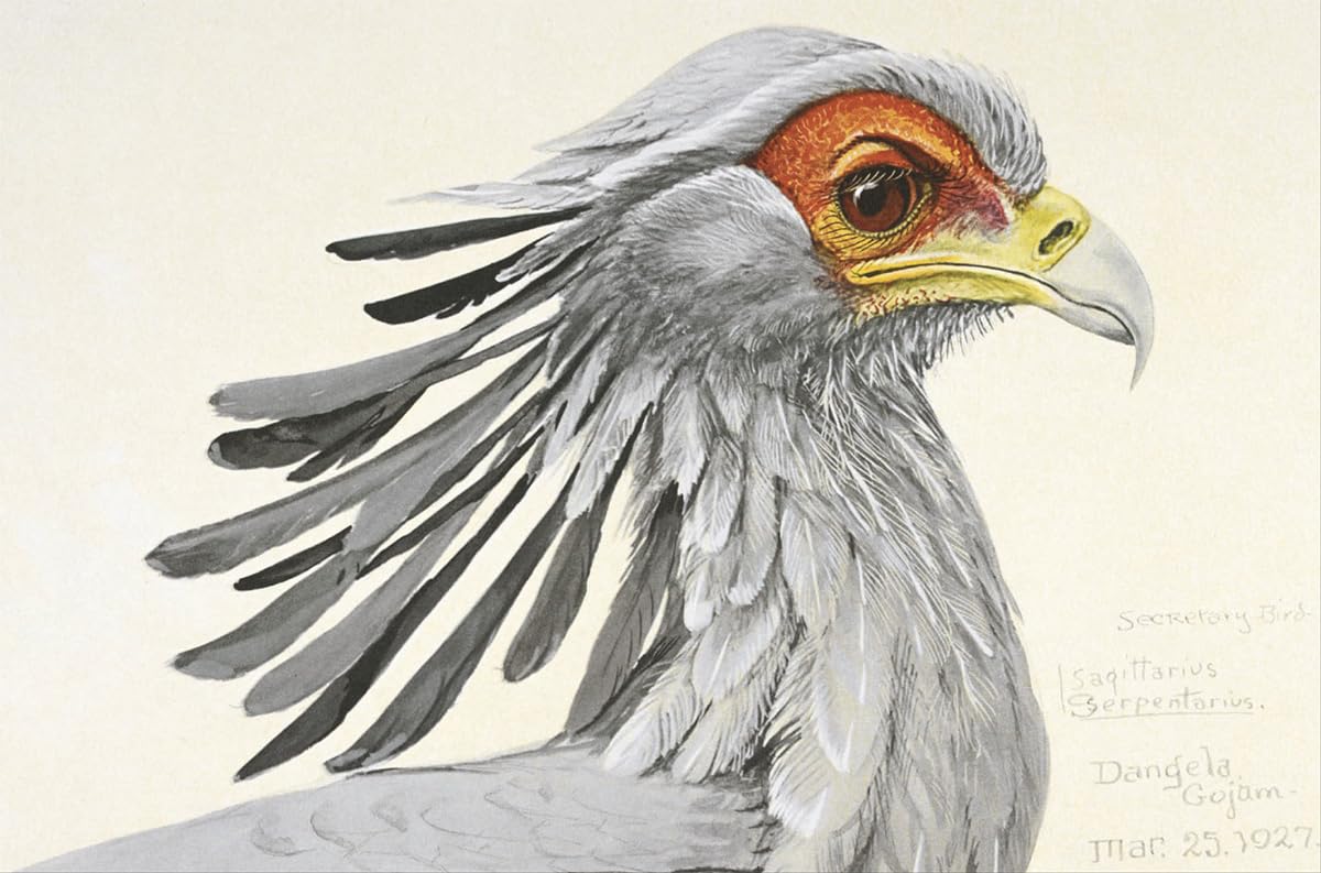 Remarkable Birds - By Mark Avery