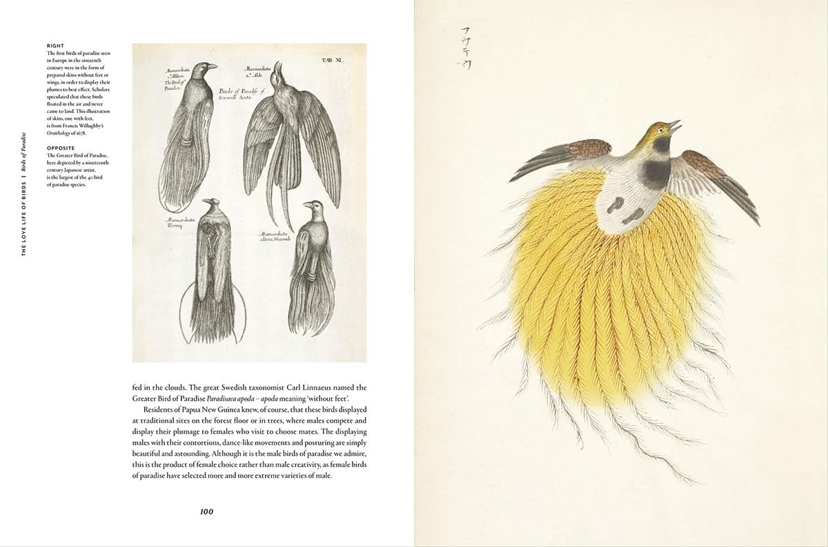 Remarkable Birds - By Mark Avery