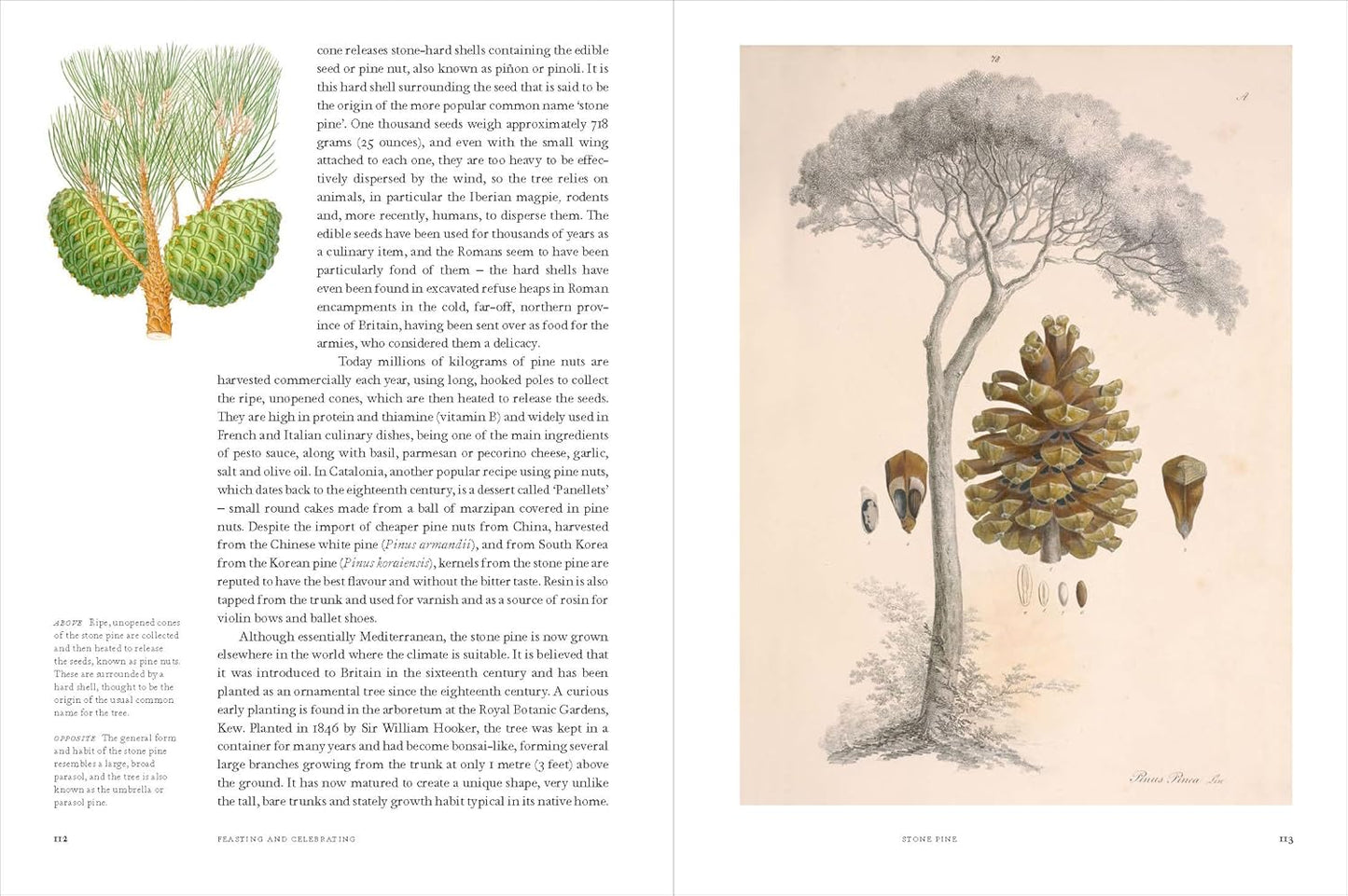 Remarkable Trees - By Christina Harrison & Tony Kirkham